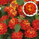 Bild von Lantana P12 Orange flame